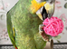 Hand Reared Baby Amazon Parrots