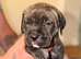 Cane Corso bandogge mastiff chunky pups for sale