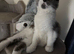 1 Beautiful Scottish Fold Kitten