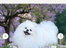 KC white girl Pomeranian puppy for sale