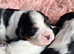 LAST BOY LEFT️ Cavalier King Charles Spaniel Puppies