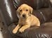 Chunky Labrador Girl Pups