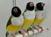 Female gouldian finches for sale