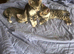 Adorable half bengal kittens