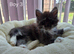 Rare polydactyl kittens