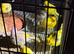 Fancy canary