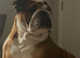 KC registered Traditional English Bulldog puppies