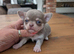 Beautiful quality BLUE/LILAC apple head chihuahuas