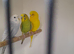 Baby Budgies / Cockatiels