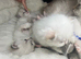 Fluffy Neva Masquerade Siberian Kittens male female