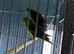 Lineolated parakeets