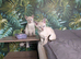 Bengal cross Siamese (BENAMESE)