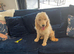 Beautiful Goldendoodle bitch