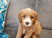 Cavapoos