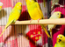 Young budgies