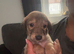 Saluki puppys