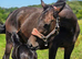 ** stunning bay filly **