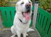 Spanish mastiff
