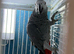 male African grey Glasgow