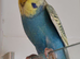 Budgies 2 months old