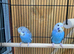 Baby budgies for sale