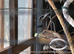 Cockatiels and budgies for sale.