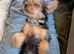 Yorkshire terrier female puppy