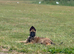 Belgian Malinois