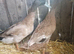 Pair of khaki Campbell ducks