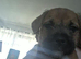 Male Mixed breed puppy for sale in oxford