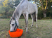2 year old section b gelding