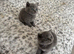 Beautiful British shorthairs
