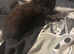 Last Kitten now! Male stunning colours !