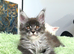 Stunning Maine coon kittens ( polydactyl)