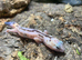 Whiteout Zulu Fat Tailed Gecko at Birmingham Reptiles