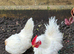 A pair of Serama