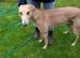 Lurcher dog