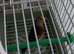 Goldfinch mule 2025
