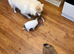 Pomeranian puppy’s