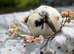 Dwarf mini lop male