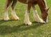 Yearling Cob filly