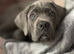 11 week old cane Corso