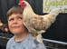 Pekin cross rooster