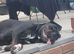 Stunning Cane Corso Pups