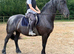 Friesian mare
