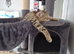 6 playful kittens ..ready now 4 left