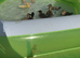 Indian runner ducks