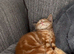 Ginger Kitten - fully vaccinated