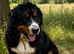 6 year old intact Bernese mountain dog Russian