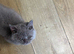 Lovely British shorthair boy